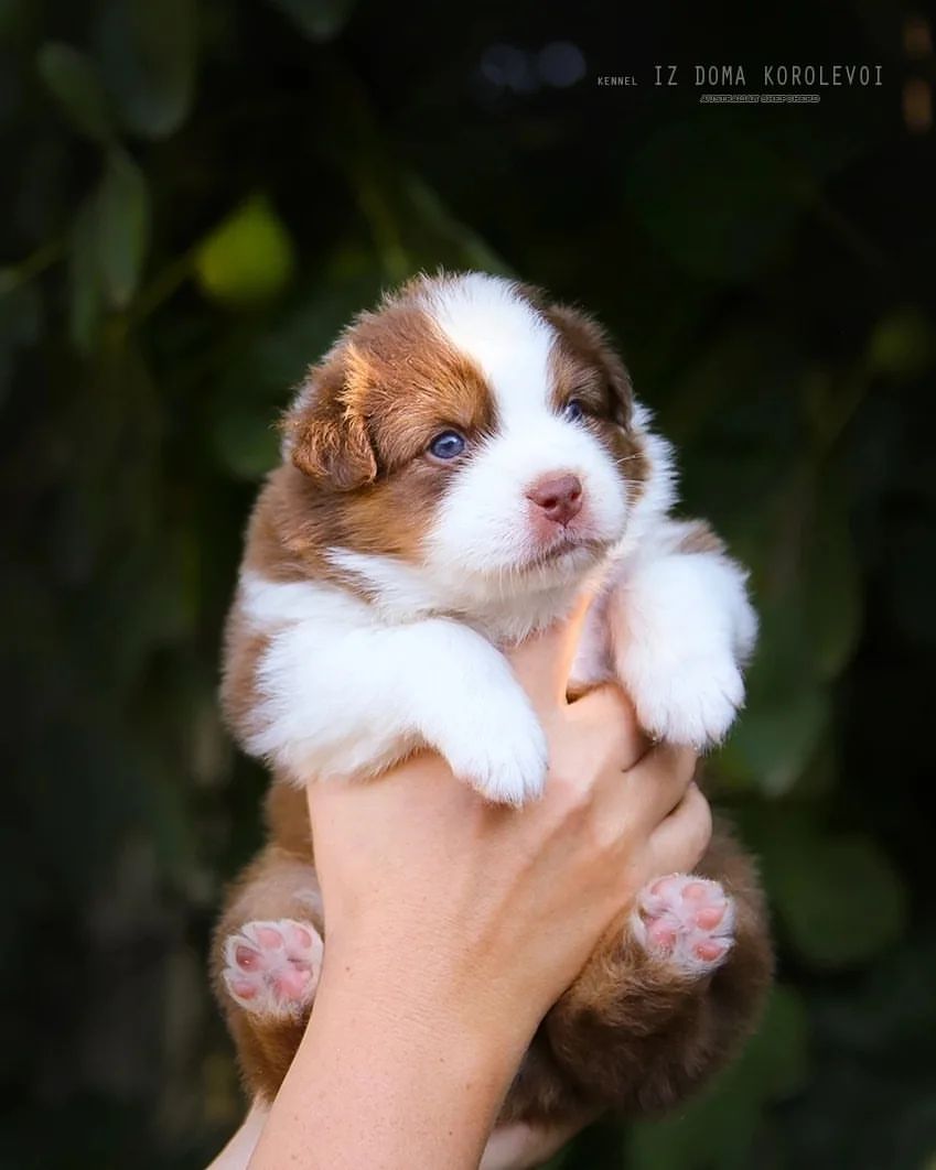 iz_doma_korolevoi_kennel в LOOKY — фото 4