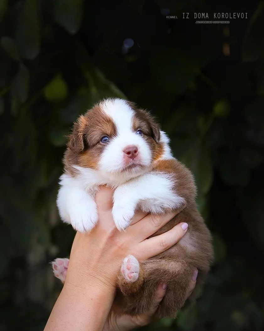 iz_doma_korolevoi_kennel в LOOKY — фото 2
