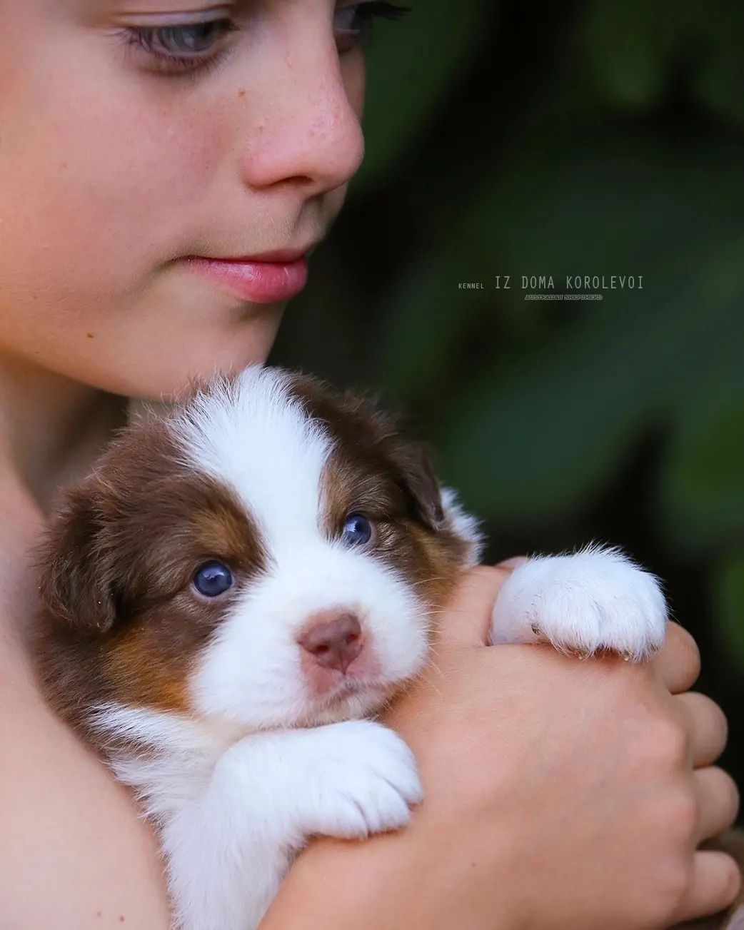 iz_doma_korolevoi_kennel в LOOKY — фото 6