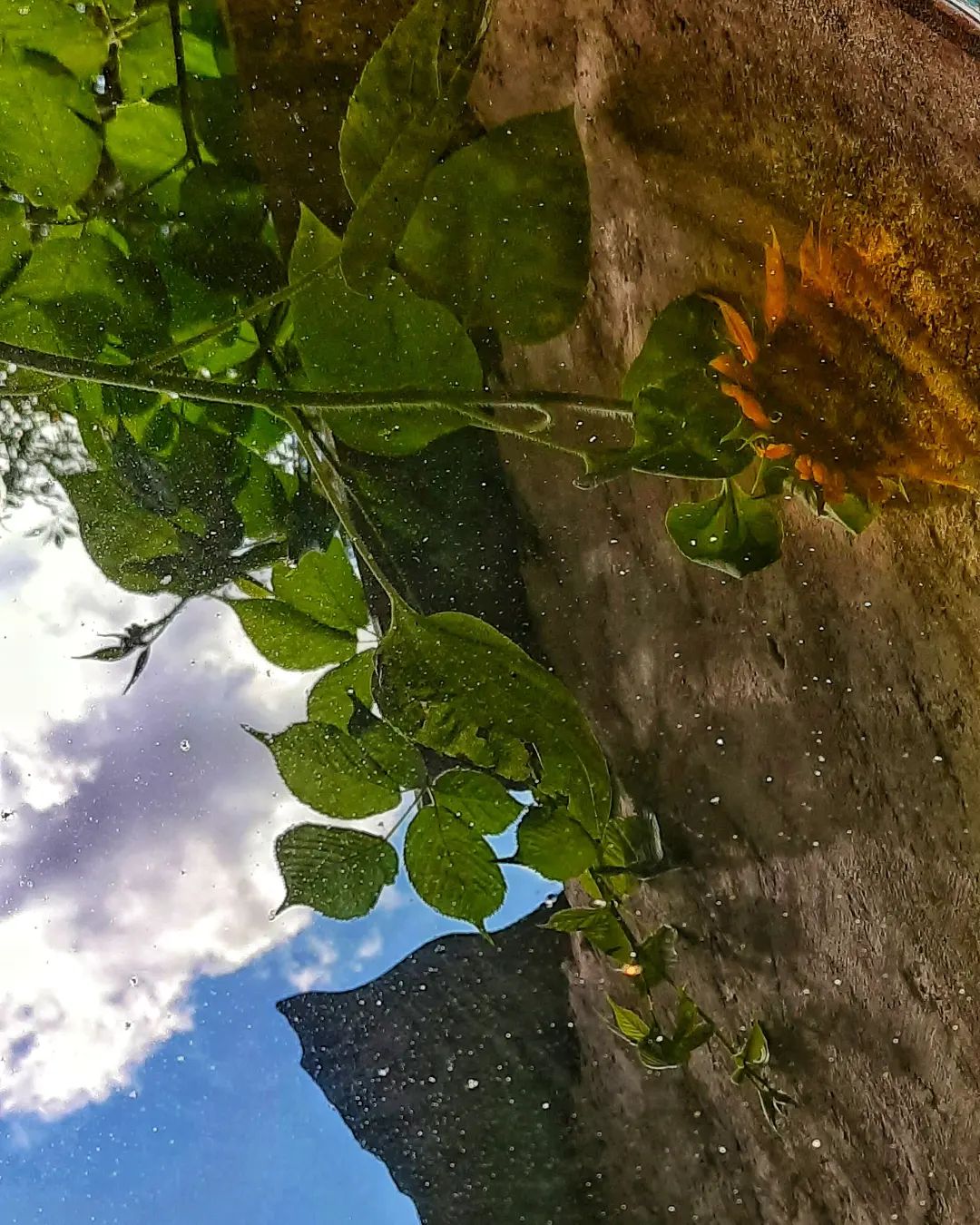 margarita.nefilim in LOOKY. #sky,#skylover,#instasky,#clouds,#flower,#sunflower,#reflection,#theworldofmyeyes_Ri,#carpediem,#лето,#небо,#облака,#люблюнебо,#эстетикаебеней,#подсолнух,#отражение,#цветы,#природароссии,#мирмоимиглазами_Ри,#ловимомент,#夏#ひまわり#空#雲. Жил-был один подсолн...