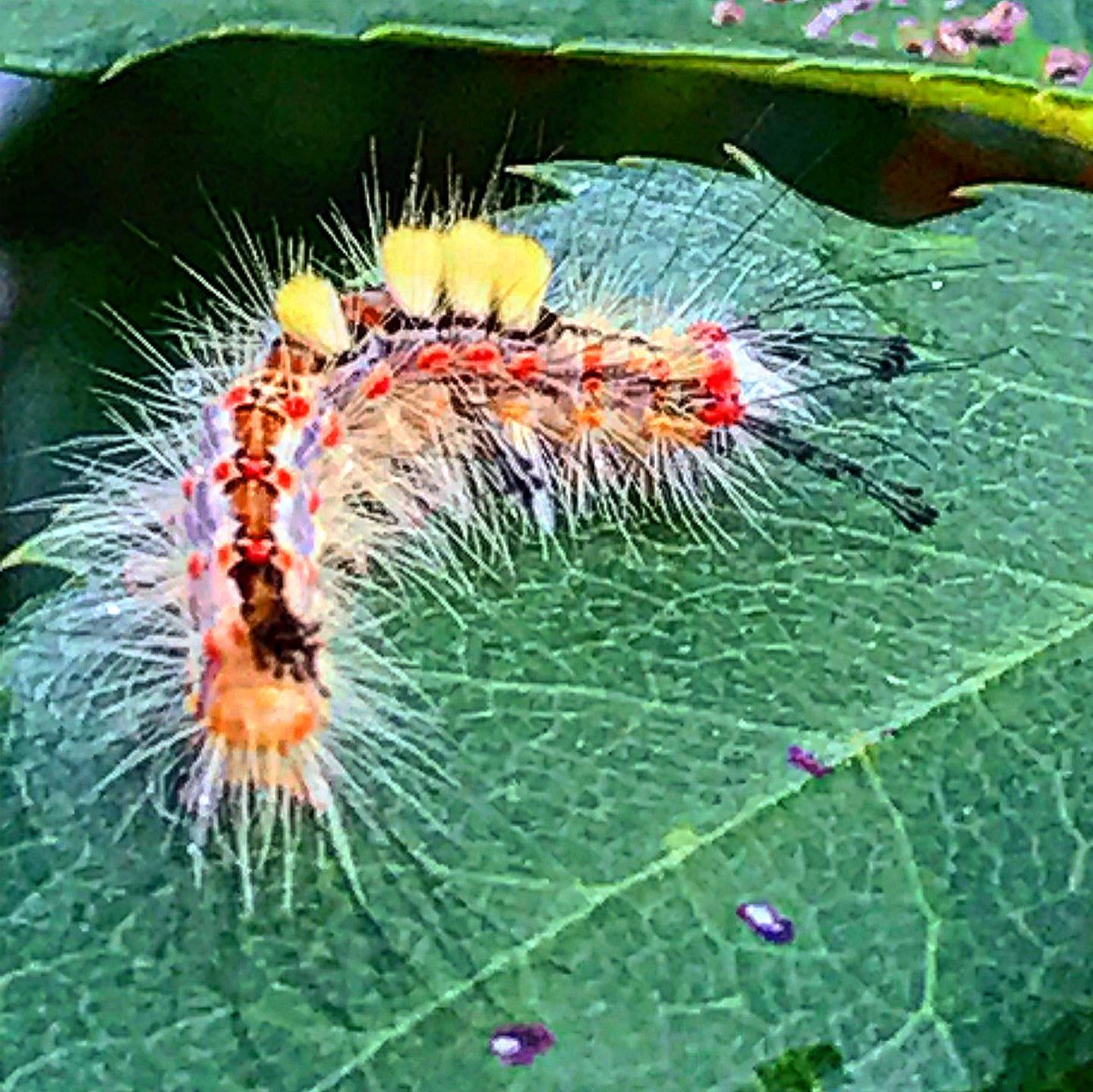 antsiferovbreed в LOOKY — фото 3
