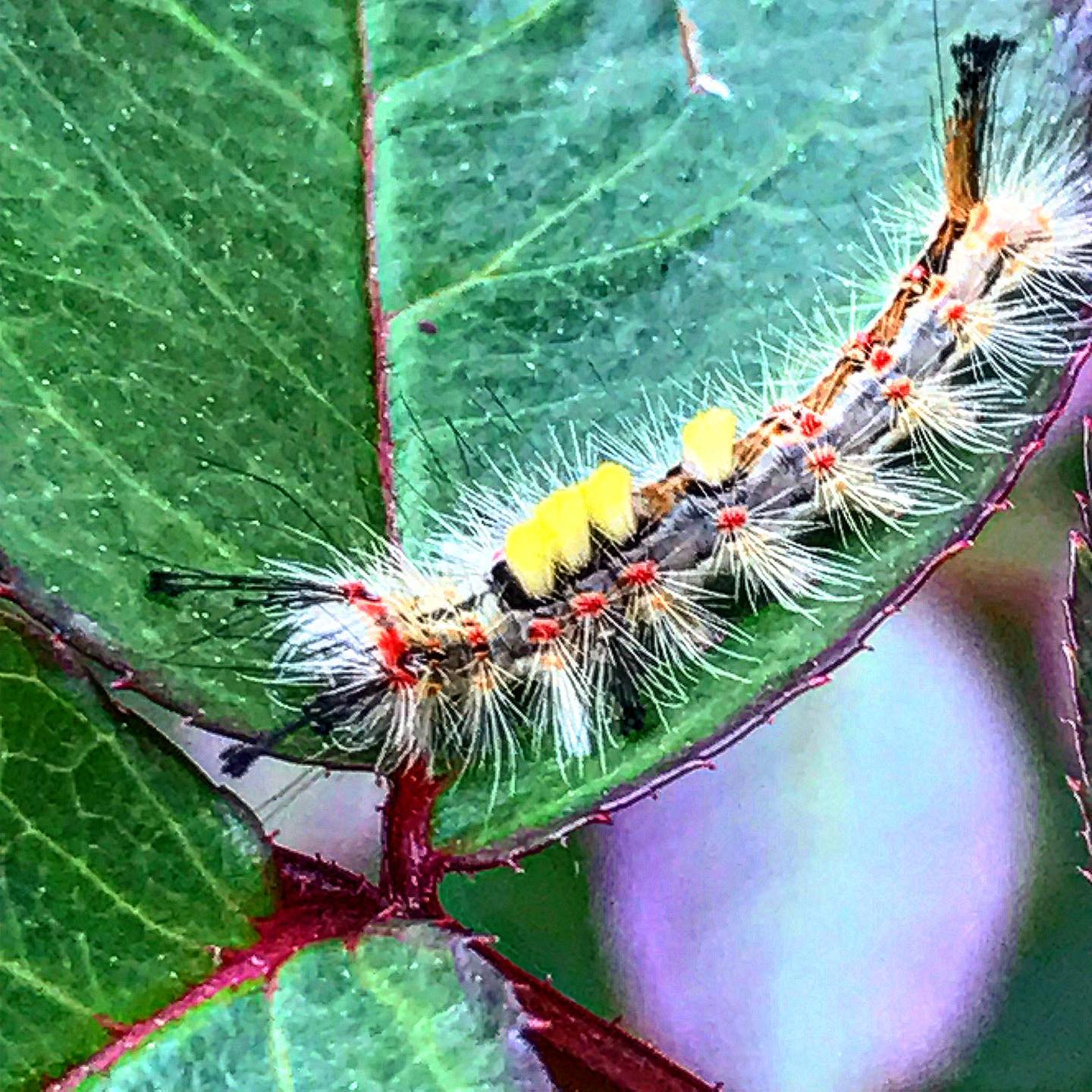 antsiferovbreed в LOOKY — фото 2
