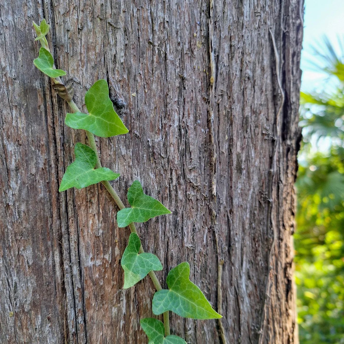 🌿
"...не развалины города, а барокко
города; пинии, пальмы, магнолии, цепкий плющ..."