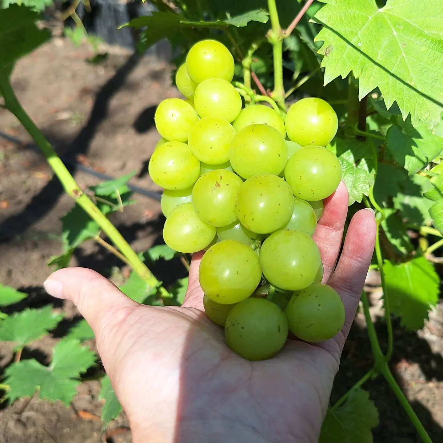 kinel_vinograd в LOOKY. . Сегодня перетрогала ...