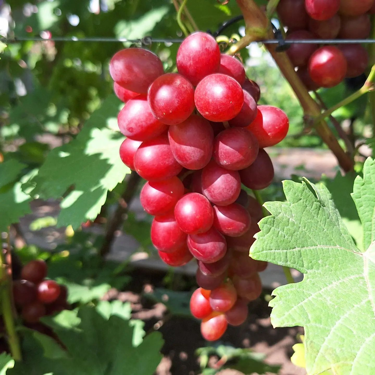 kinel_vinograd в LOOKY. . Кремлевские звёзды. ...