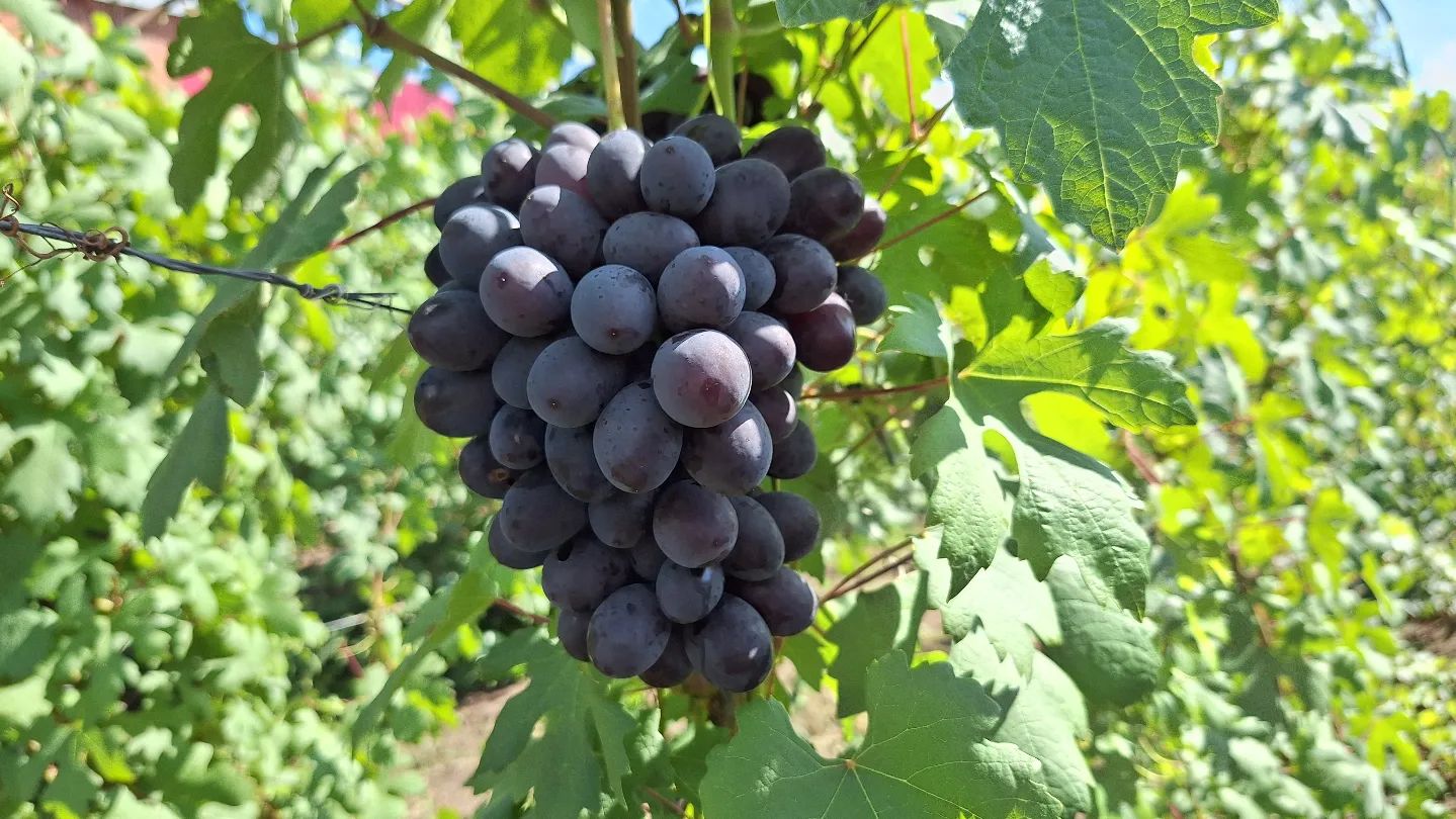 Каталония. Первый снимок сделан 11 июля, второй 19-го и вчерашний. 🍇😍😋 она фантастическая!!! 💥🗯💫

Ягоды выглядят, если стереть пруин, практически чёрными! 👀😲🍇 
Жалею, что увезла домой всего одну гроздь! Ну, что мне стоило срезать ещё парочку?! 😪🥴 
Она такая вкусная, просто бомба! С каждым годом становится только лучше и лучше, я её обожаю!