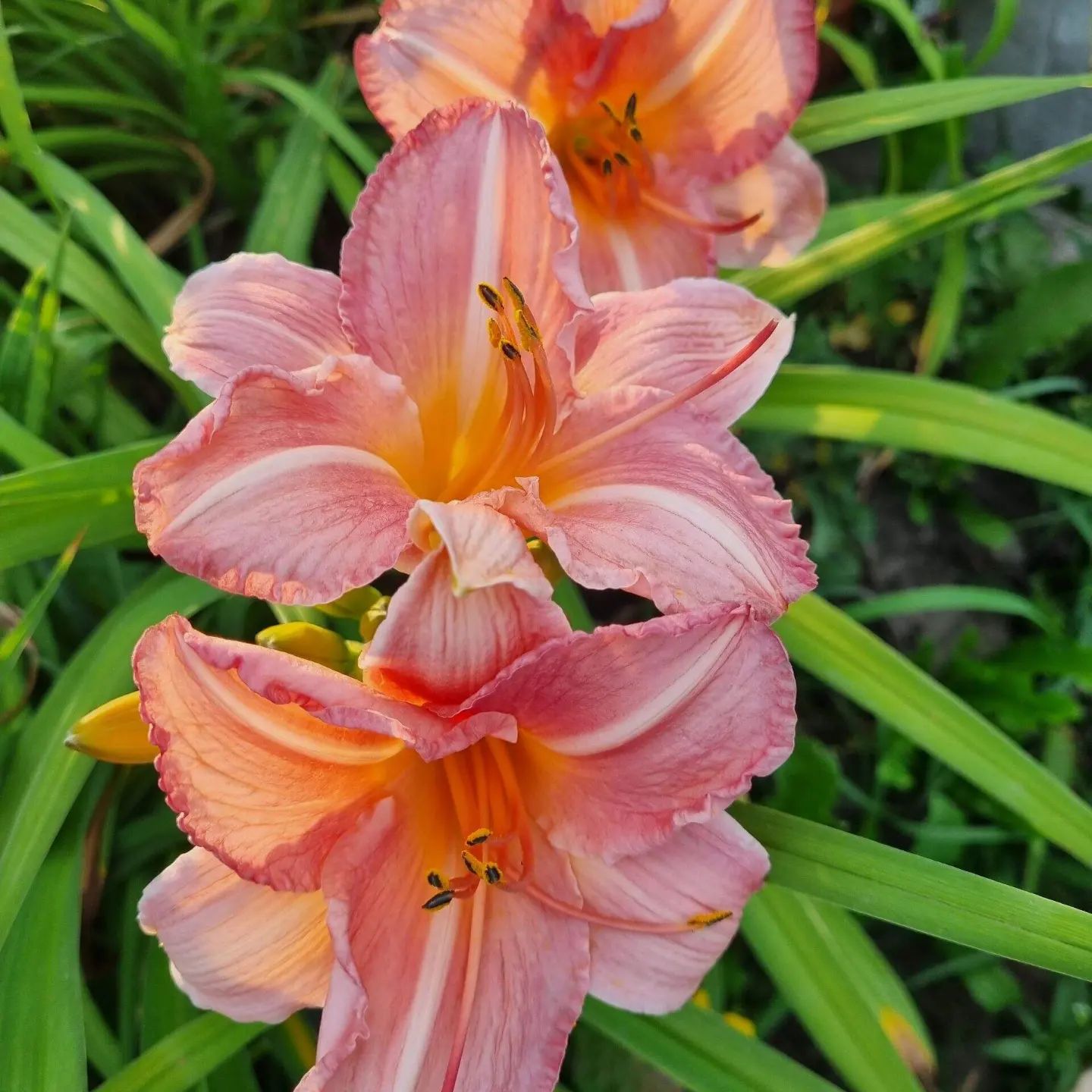 anzhelamirs_tomsk в LOOKY — фото 5