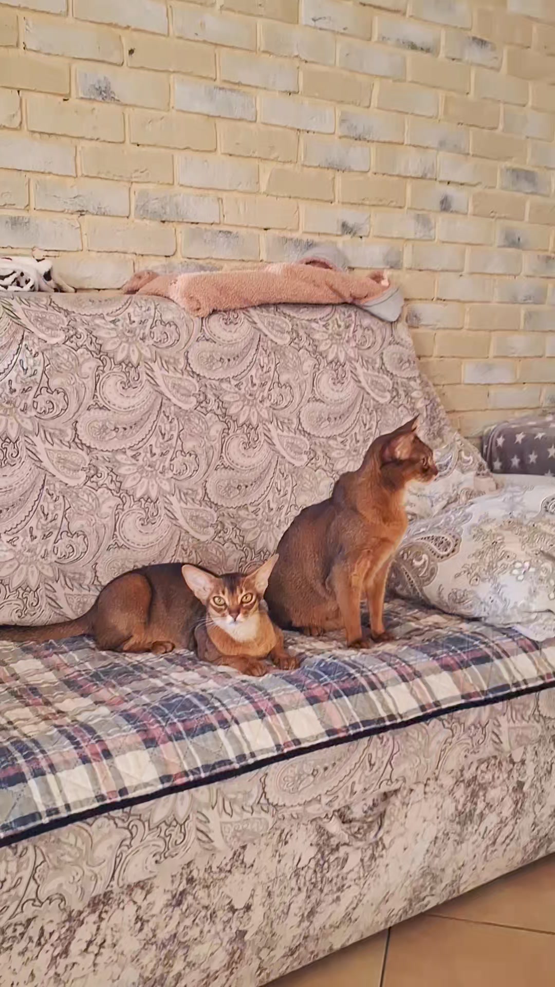 abyful в LOOKY. #abyssiniancat. Булочки наши, мама с...