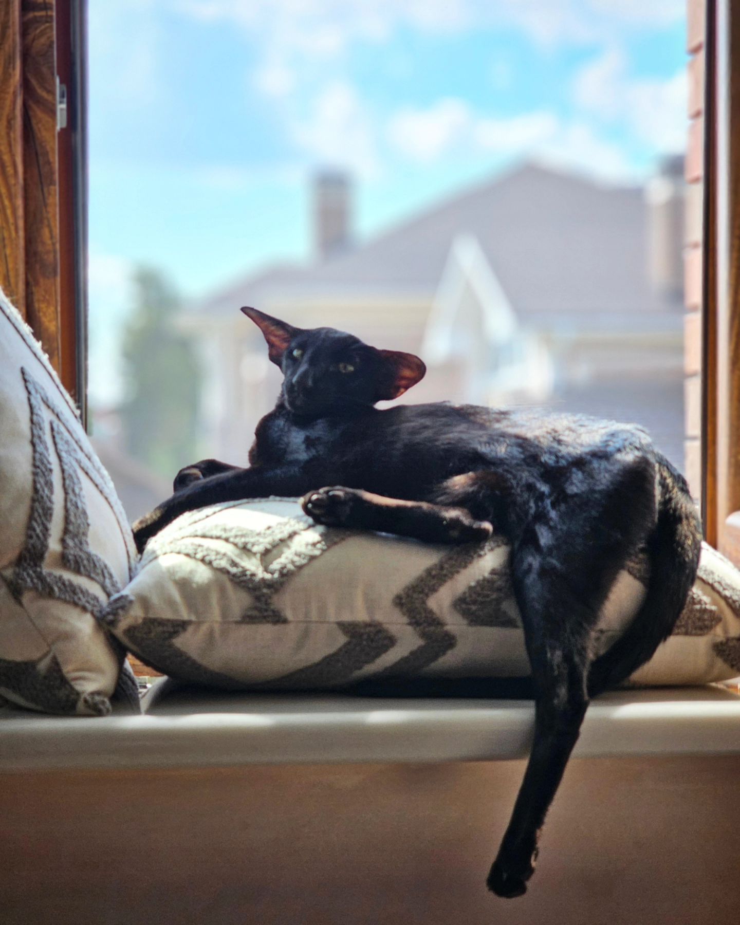 cats_martin_nikole в LOOKY. . Просто кот 🫠