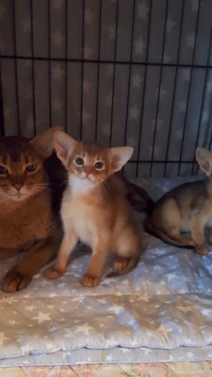abyful в LOOKY. #abyssiniancat,#abyssiniankitten. ❤️❤️❤️
#abyssinianca...