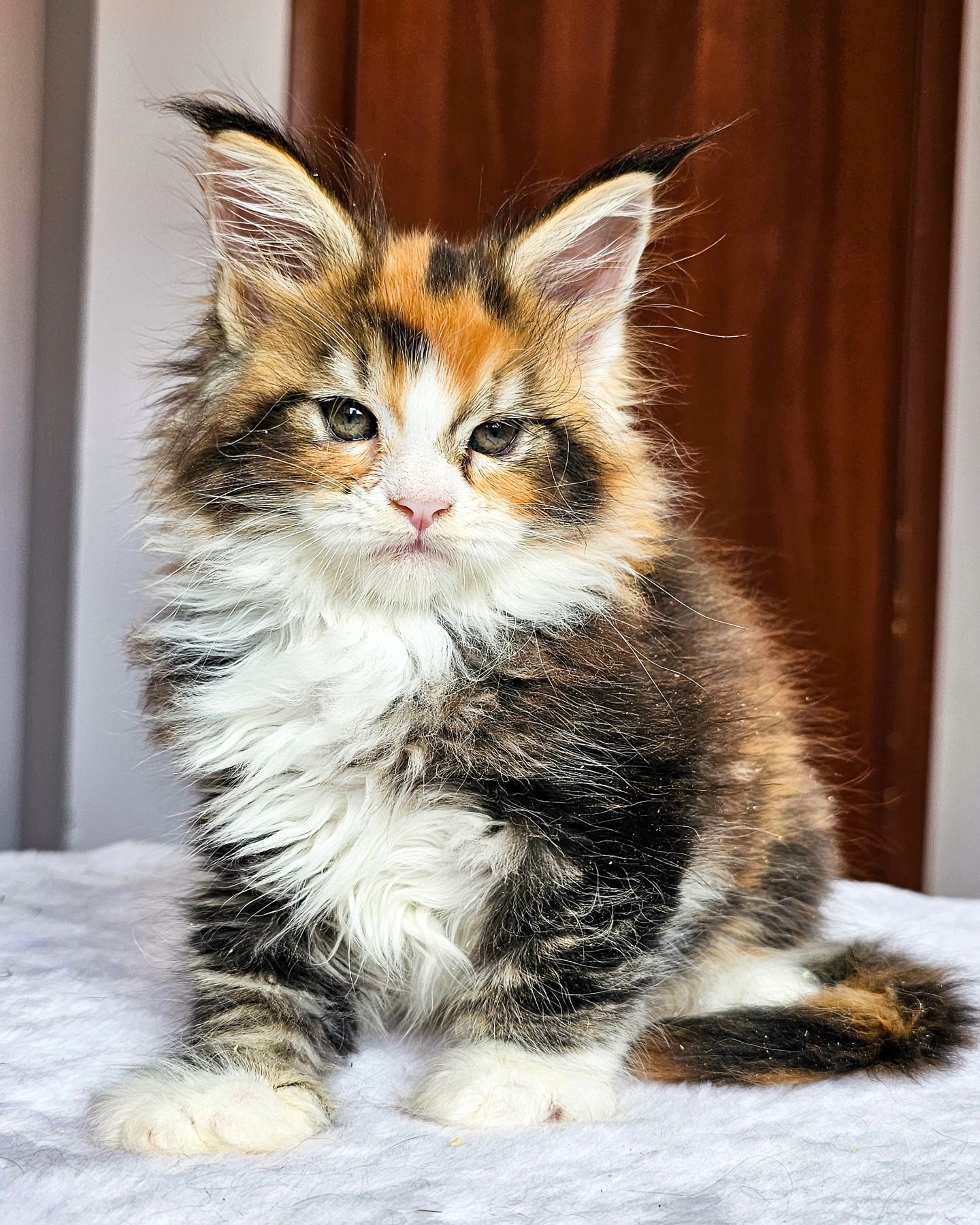 edhellond_cattery в LOOKY. #mainecoon. Потихонечку растут д...