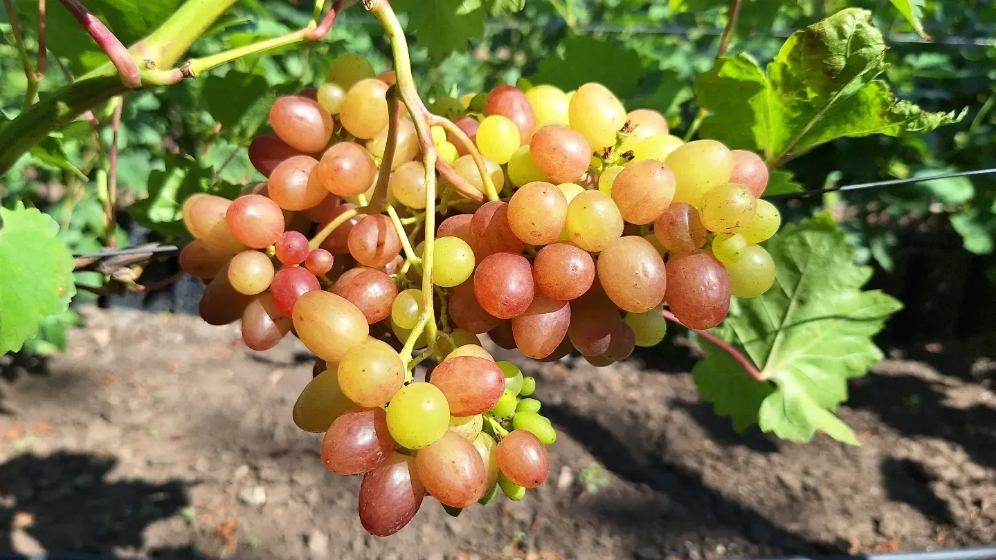 В первый раз попадаю на Велес 🍇, когда он практически идеален 💥🧨 (можно дать ему еще недельку, чтобы залакировать результат)! До этого он был либо зелен, либо слишком спел, либо коллеги опередили и с'ели (срезали) урожай без меня 😁🥴

По каким-то причинам, в этом году на Велесе спелые грозди соседствуют с почти зелёными. Хотя, что тут гадать, дело в ужасных майских морозах. 
Но те, что уже созрели вызывают настоящий восторг - визуальный и гастрономический!💃🪇
Даже дождь, который прошёл накануне, не украл накопившийся в ягодах сахар. 

Жалею, что не стала дегустировать Велес вечером, наверняка он восстановил все необходимые вкусовые кондиции после жаркого дня. 
Но пока хочется сохранять красоту созревших гроздей нетронутой, чтобы любоваться ими как можно дольше. 😍😍😍

Благодаря изящным мускатным нотам, вкус Велеса 🍇 изысканный и небанальный, немного карамельный🍬🍭, но приятный и свежий. Так бы пробовала его и пробовала!!! 😋🤩😍