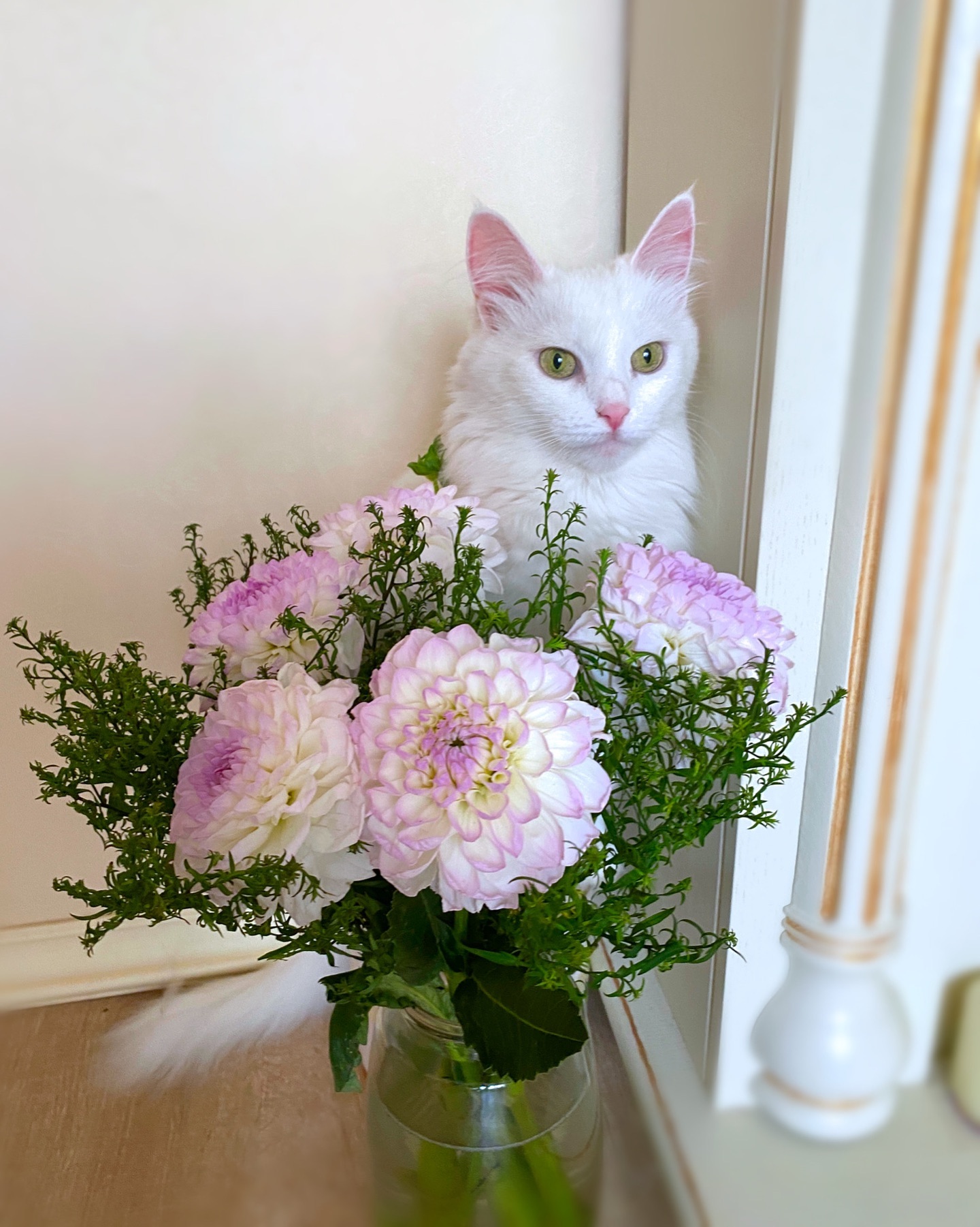 calipsa_cat в LOOKY. #цветы_для_Милы,#цветы_для_Фасольки,#сладкаявечеринкаувени,#cat#cat_features#ангорскиекошки#кошки#котики#likeforlikes#like4likes#likeforfollow#turkishangora#whitecat#турецкаяангора#gatto#kittygram#коты#втренде#котоблог#catlife#cats#catslover#instacat#георгины. Наш цветочек Калипса...