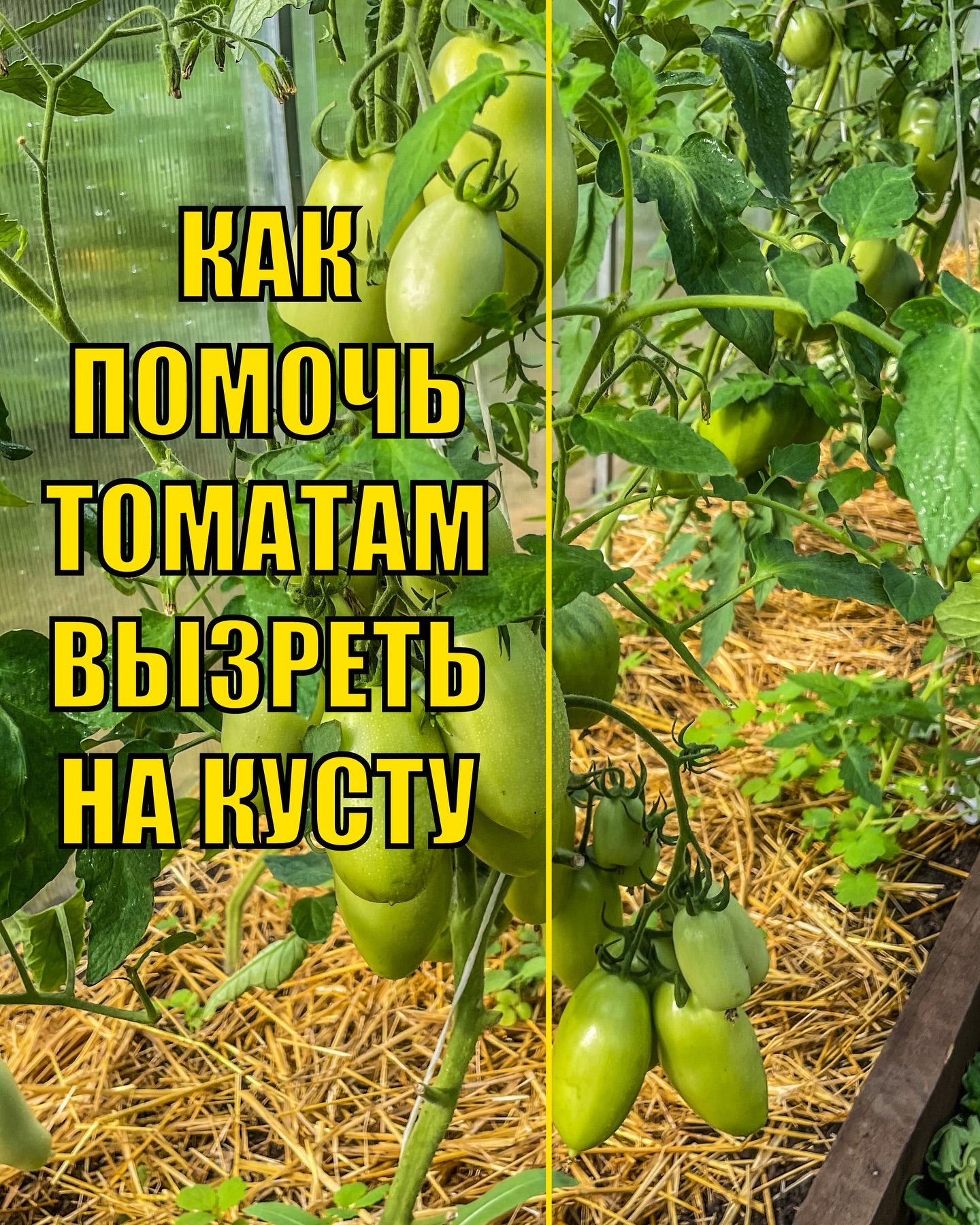 dacha_udachya в LOOKY. #сад,#дача,#огород,#участок,#садоводстводлявсех,#учимсясажатьвместе,#удачнаядача,#огородуфа,#дачауфа,#участокуфа,#томаты,#помидоры,#урожай,#созревание,#томатывтеплице,#томатывоткрытомгрунте,#помидоры,#урожайтоматов,#помогаемсозретьтоматам,#вызреваемтоматы,#сортагибриды. Как помочь томатам б...