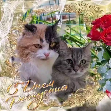 milka_cat_2020 в LOOKY. #цветы_для_Милы,#цветы_для_Фасольки. Уже неделю мы приним...
