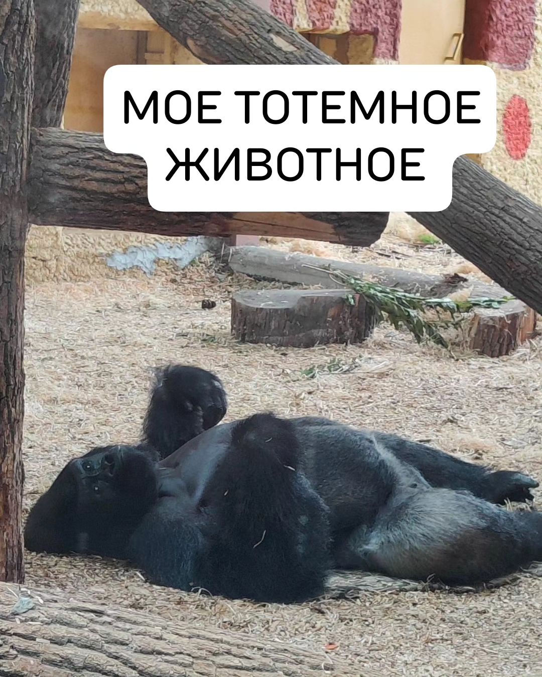 lezhik08 в LOOKY. . null