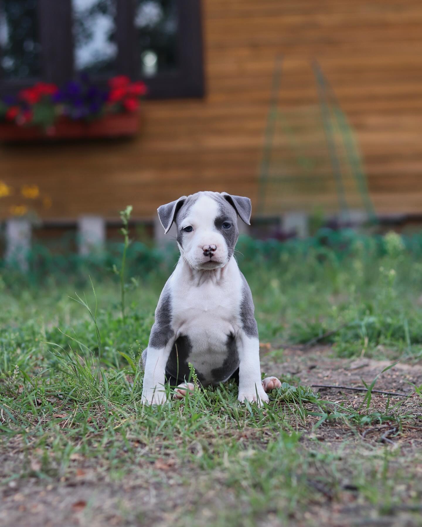 __amstaff_family__ в LOOKY. . Время остановись 🥹к...