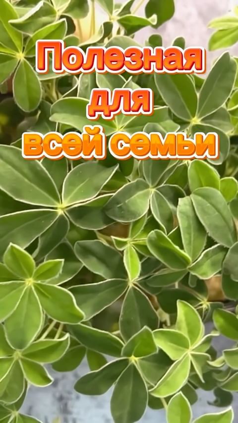 zelenyi.fermer56 в LOOKY. #зеленыйфермер,#юлияиванова,#оренбург,#микрозеленьоренбург. И ведь сложно поспор...