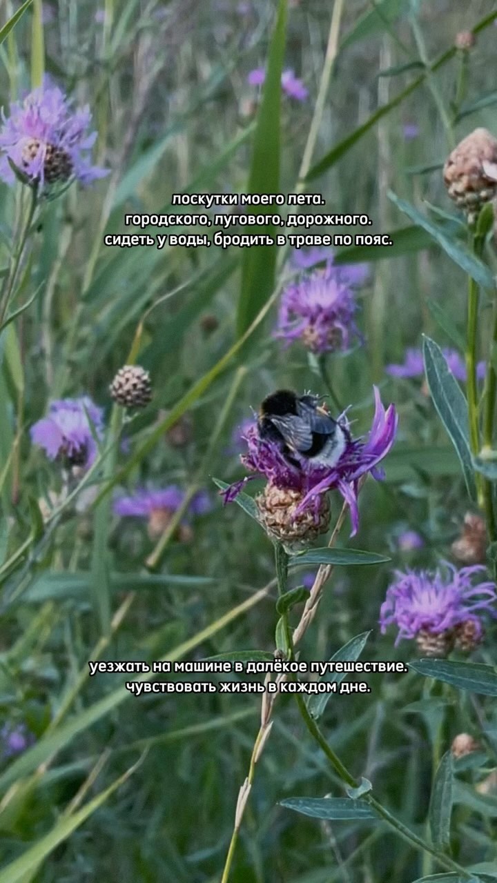 winemelle in LOOKY. #новаяпесня,#релиз,#мояпесня,#пишупесни,#воспоминанияолете,#август,#флешмоб,#летниевоспоминания,#летняяатмосфера,#природа,#шмели,#иванчай. ПОКАЖИ СВОИ ЛЕТНИЕ В...
