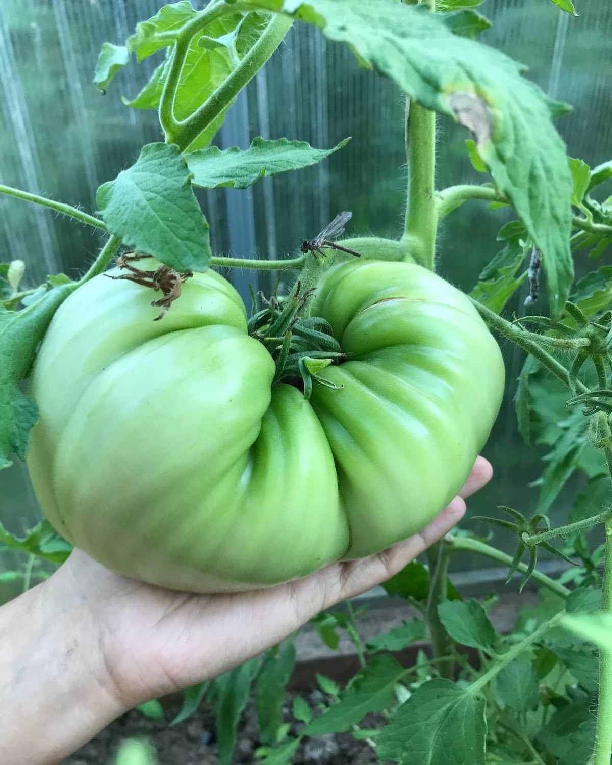Помидорка🍅
