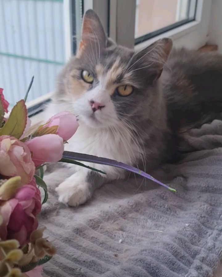 zlata_help в LOOKY. #кошачьяжизнь,#инстакошка,#petsofinstagram. Доброго и замурчател...