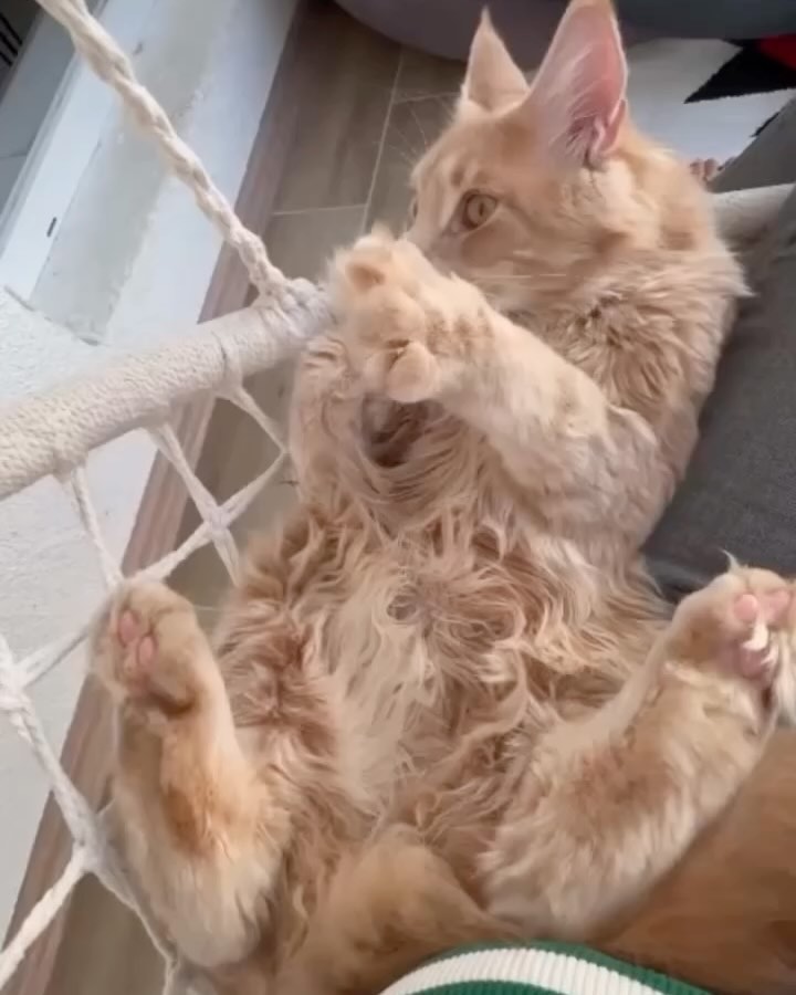 meincoonperfectlynx в LOOKY. . С ДНЕМ КОШЕК !!!!
8 ...