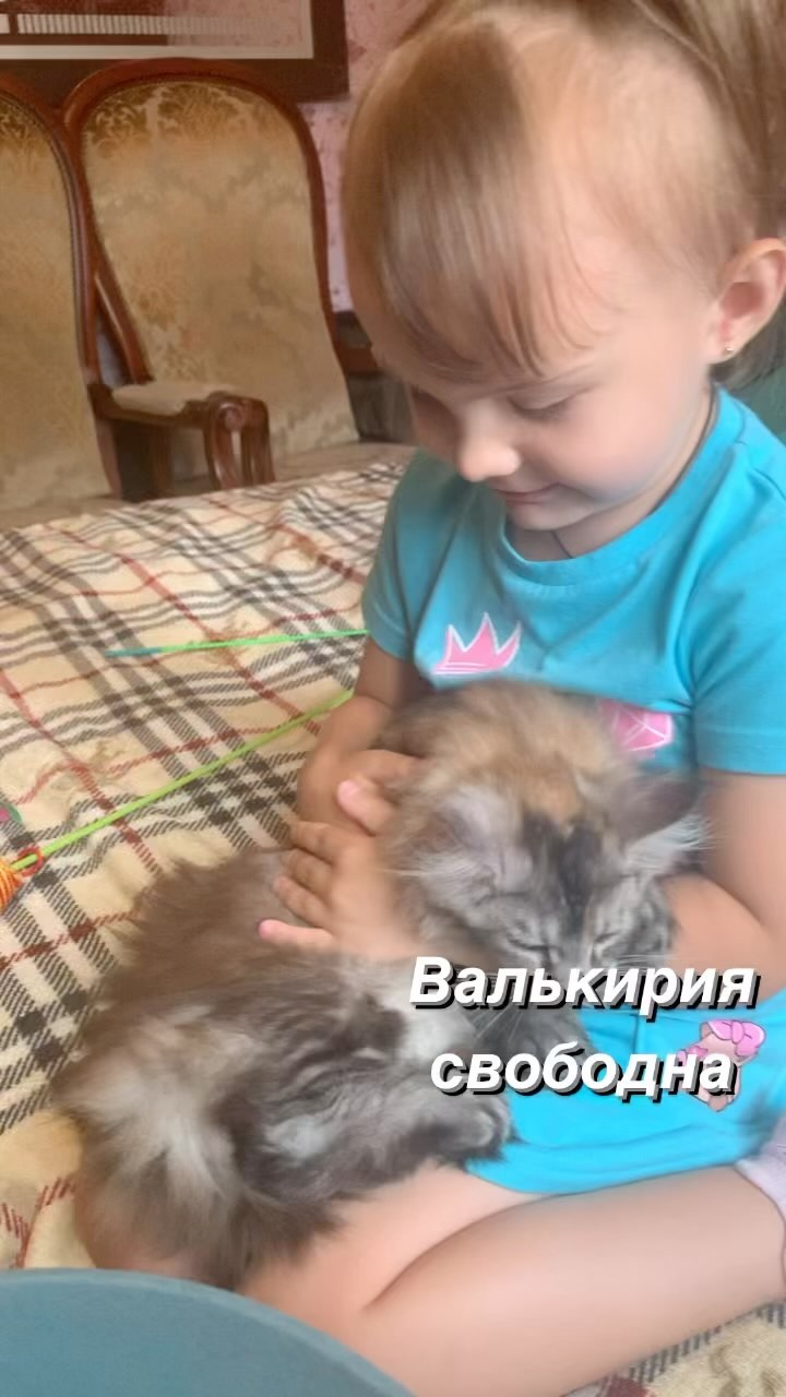 meincoonperfectlynx в LOOKY. . КОТИКИ И ДЕТИ
В день...