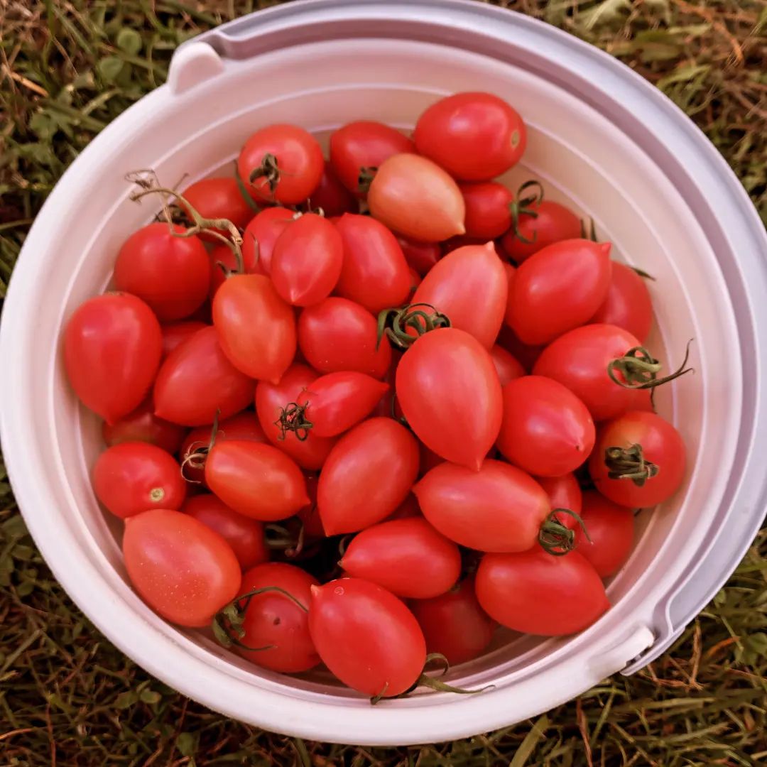 Новый сбор сладких🍅🍅🍅

#деревенькамоя #деревня #урожай2024 #помидорки