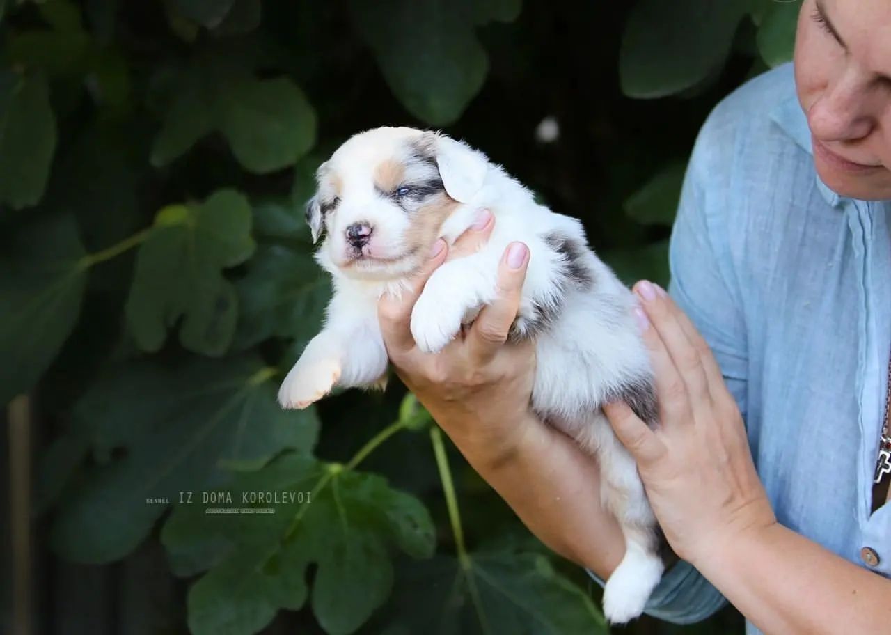 iz_doma_korolevoi_kennel в LOOKY — фото 6