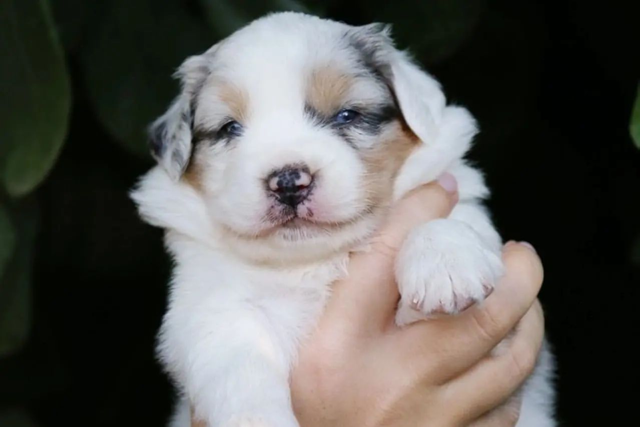iz_doma_korolevoi_kennel в LOOKY — фото 3