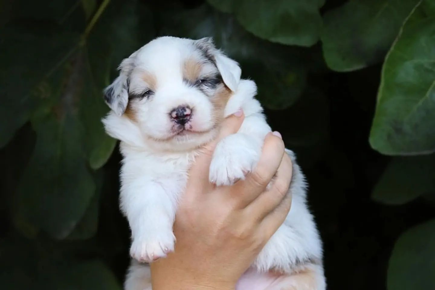iz_doma_korolevoi_kennel в LOOKY — фото 10