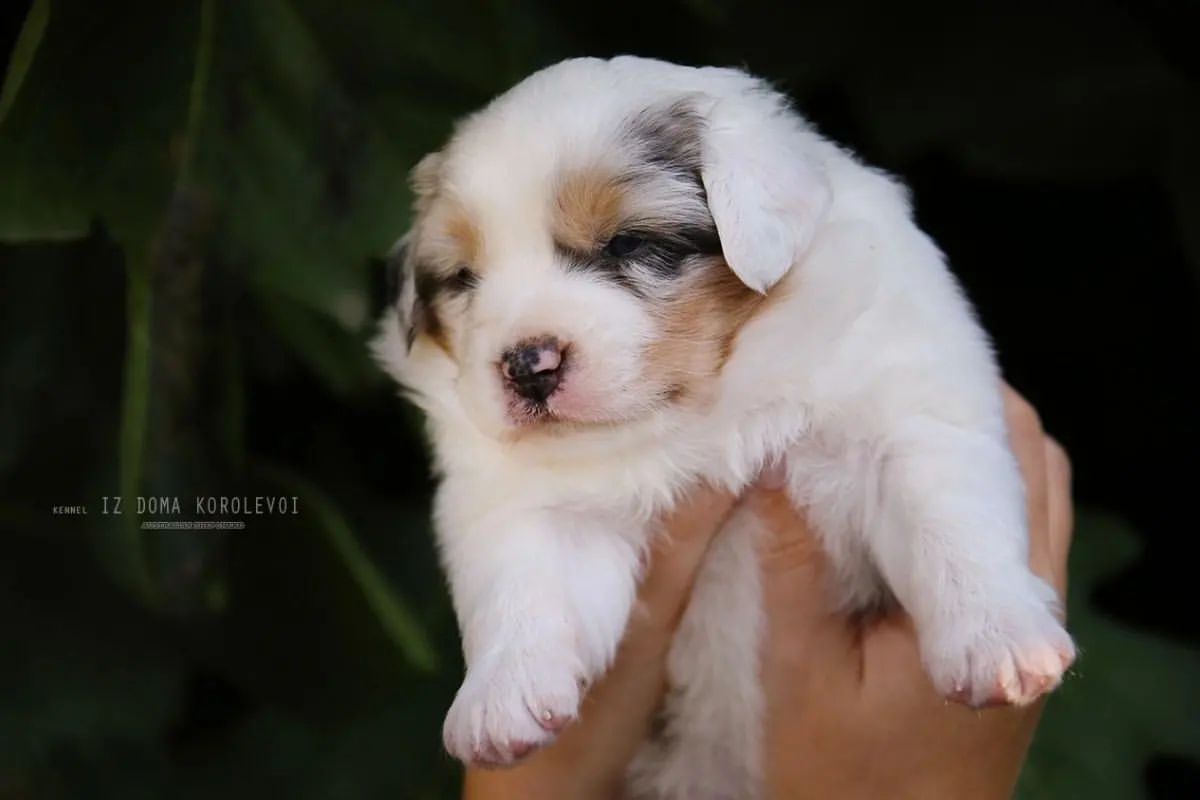 iz_doma_korolevoi_kennel в LOOKY — фото 9