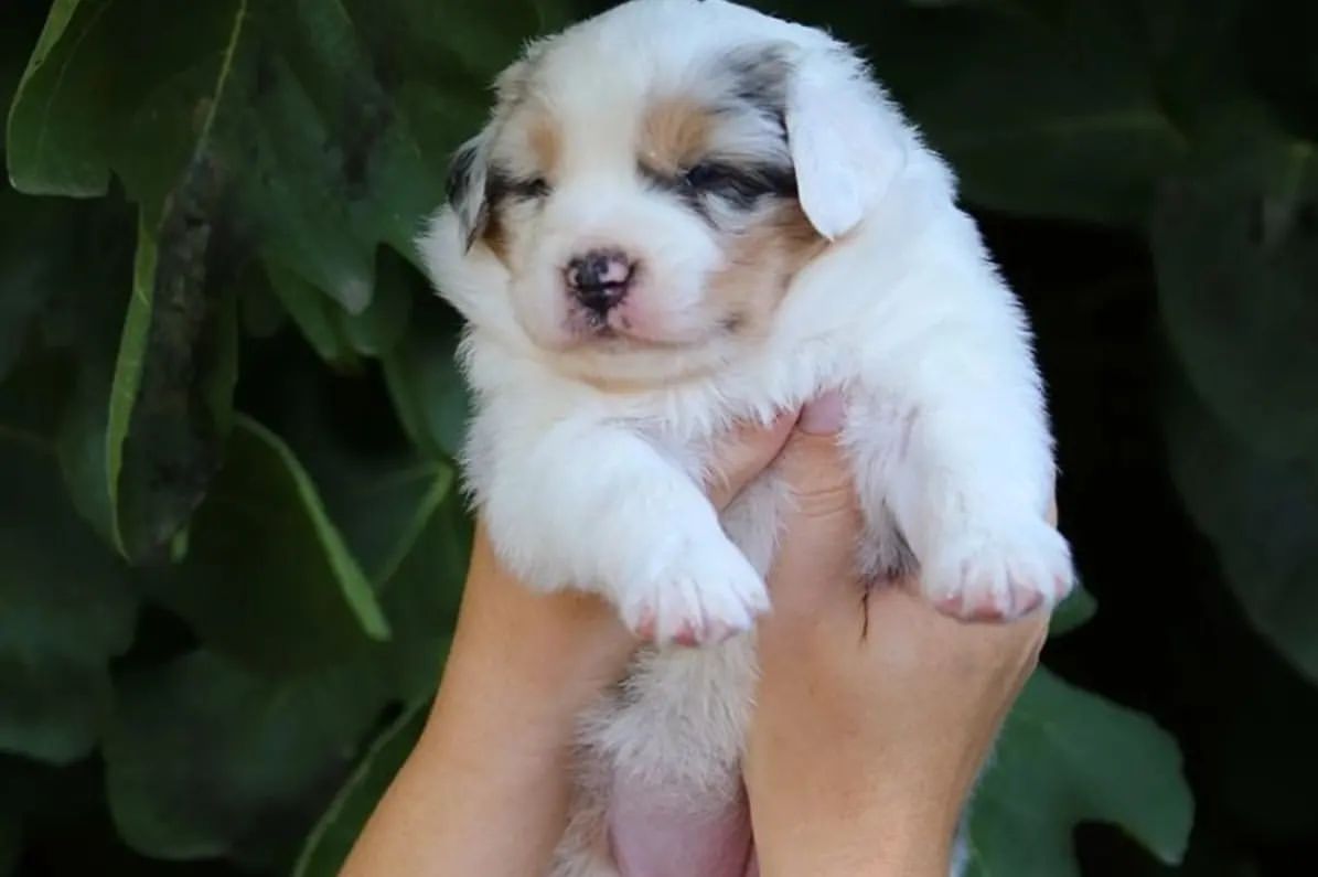 iz_doma_korolevoi_kennel в LOOKY — фото 8