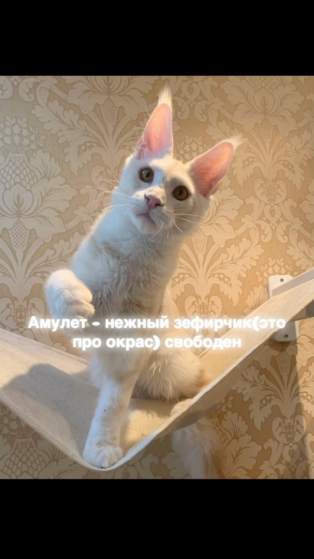 meincoonperfectlynx в LOOKY. . АМУЛЕТ
котенок с нео...