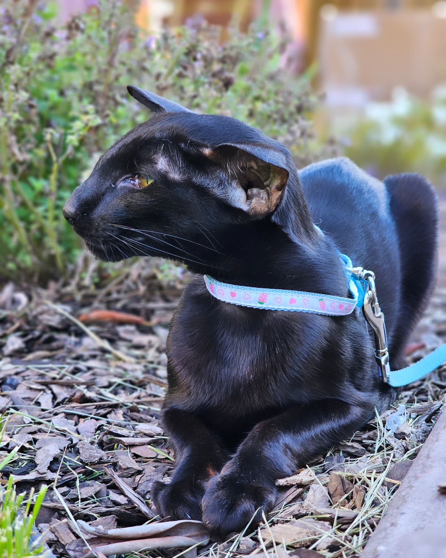 cats_martin_nikole в LOOKY. . Кот и котовник ⚘️
