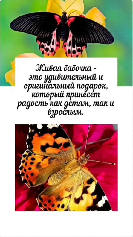 pro_babochek в LOOKY. #ЖиваяБабочка,#Подарок,#Удивление,#Радость,#Красота,#ДетиИВзрослые,#Бабочки,#МоментСчастья,#БабочкиВГродно,#ВыставкаБабочекГродно,#БабочкиГродно,#КрасотаБабочекГродно,#ГродненскиеБабочки,#БабочкиПриродыГродно,#ЛепидоптерыГродно,#ВсяПрелестьБабочекВГродно,#ГродноБабочкиМузей. 🦋🎁 Живая бабочка -...