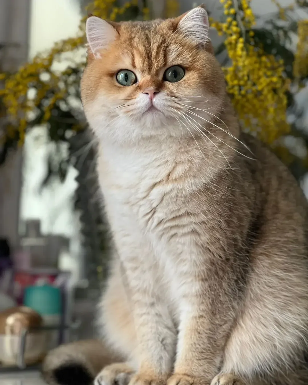 cattery_fiori.zen в LOOKY. . Василий... 💚