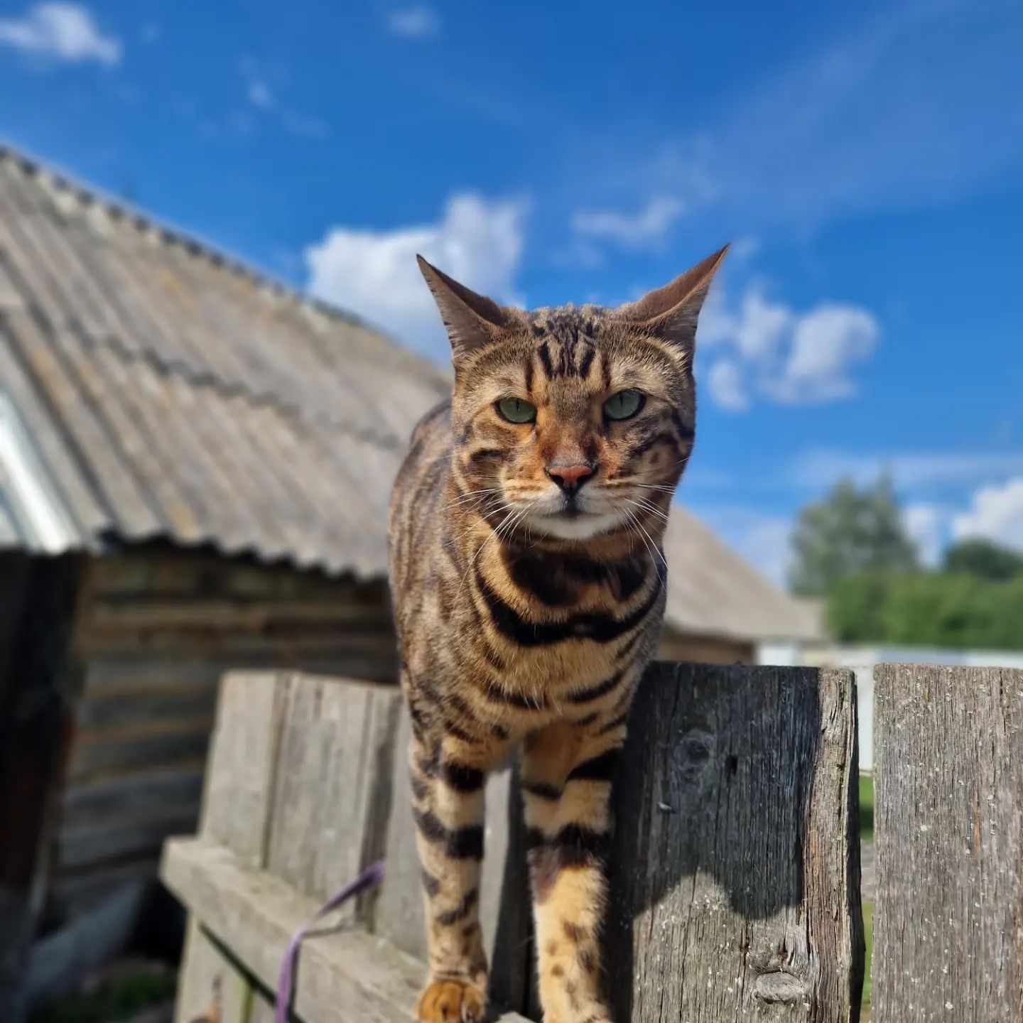 mursilka_life в LOOKY. #бенгальскийкот,#бенгалгуляет,#БенгалМурзик🐱🧡🐾,#бенгалмойлюбимый😍😍😍,#бенгалвдеревне. Приветики, друзья 😺...