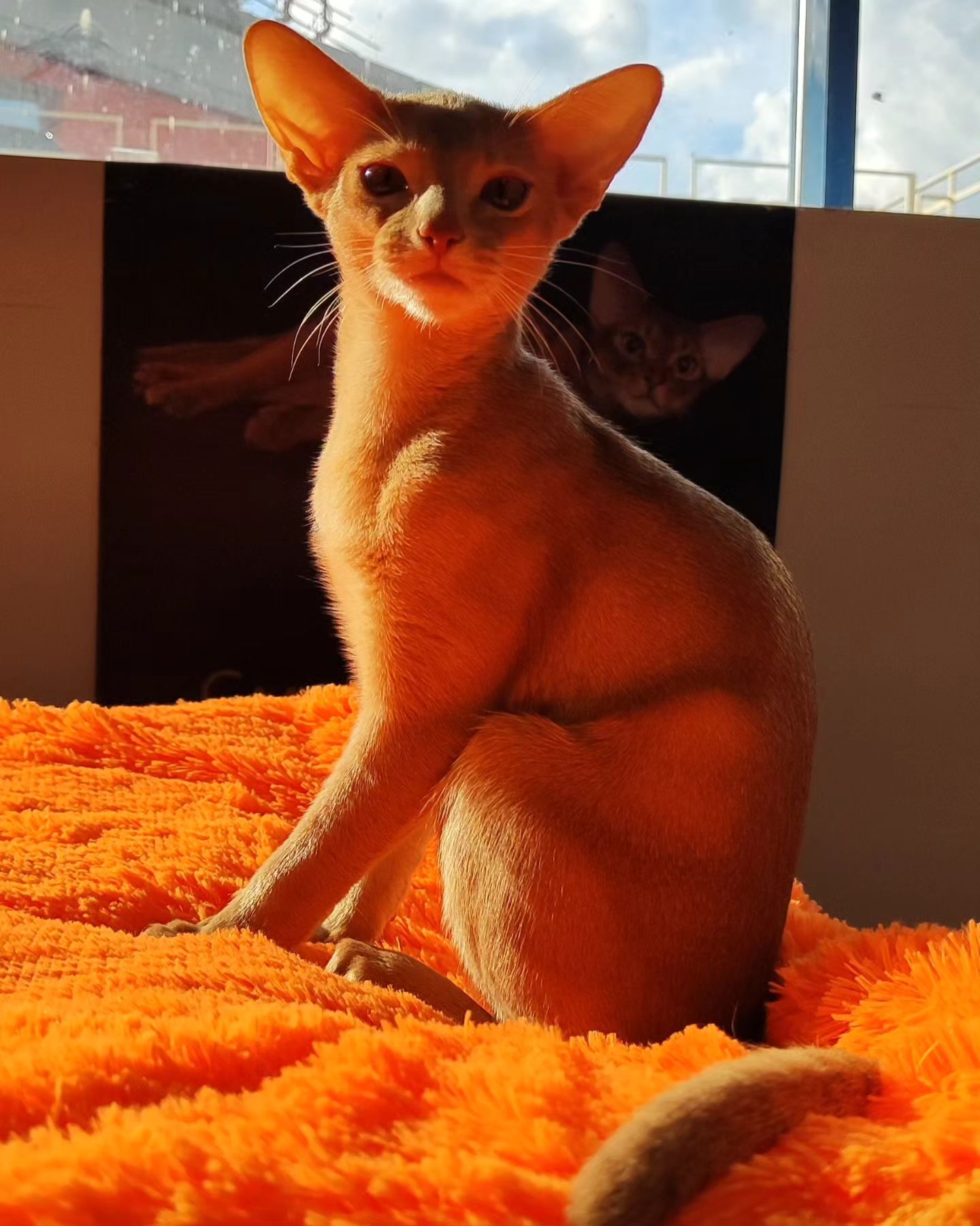 abyssinian_wildaby в LOOKY — фото 2