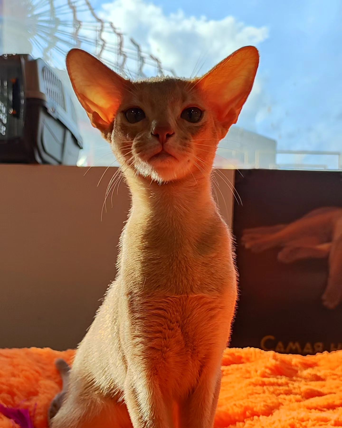 abyssinian_wildaby в LOOKY — фото 5