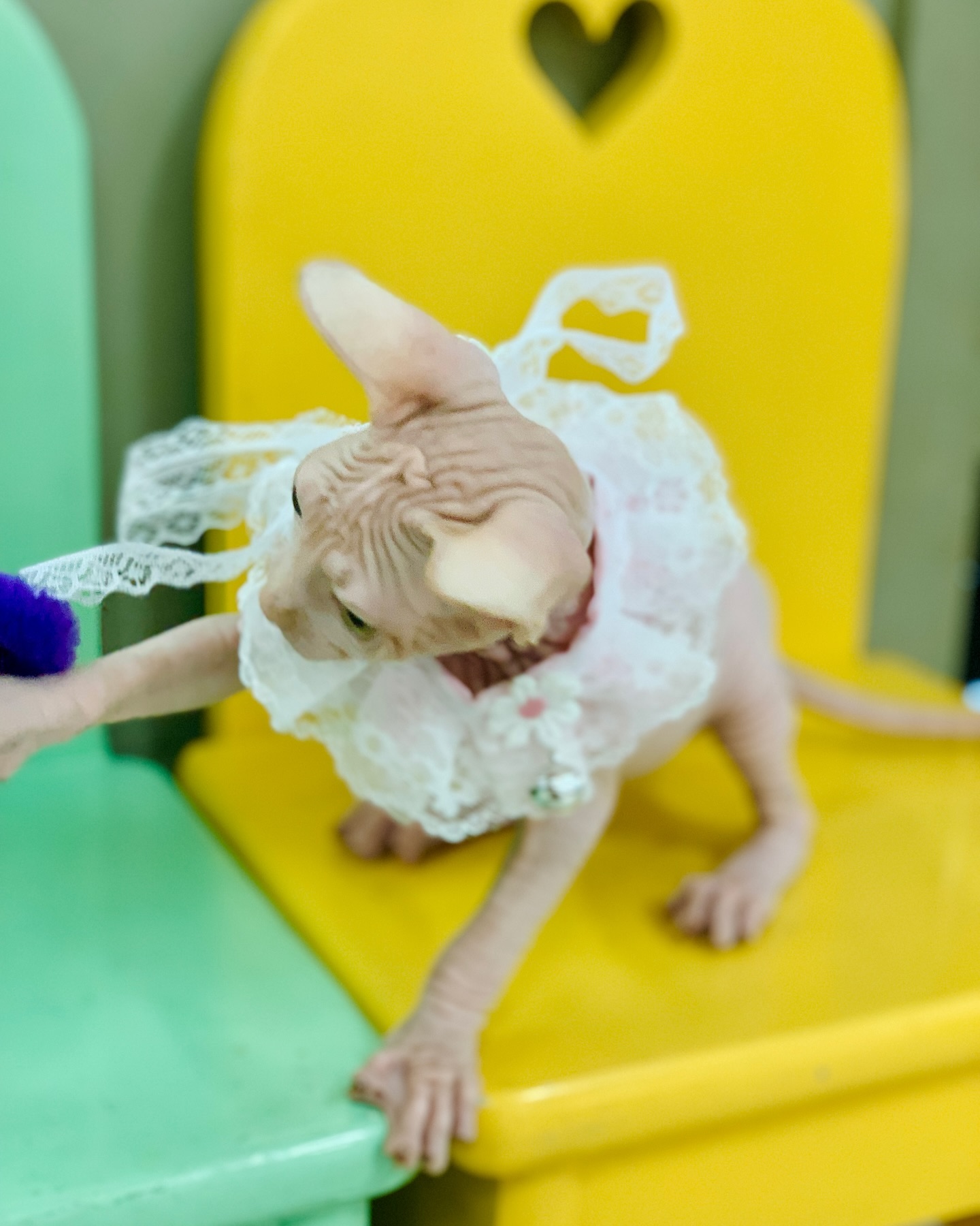 sping_cattery в LOOKY — фото 11