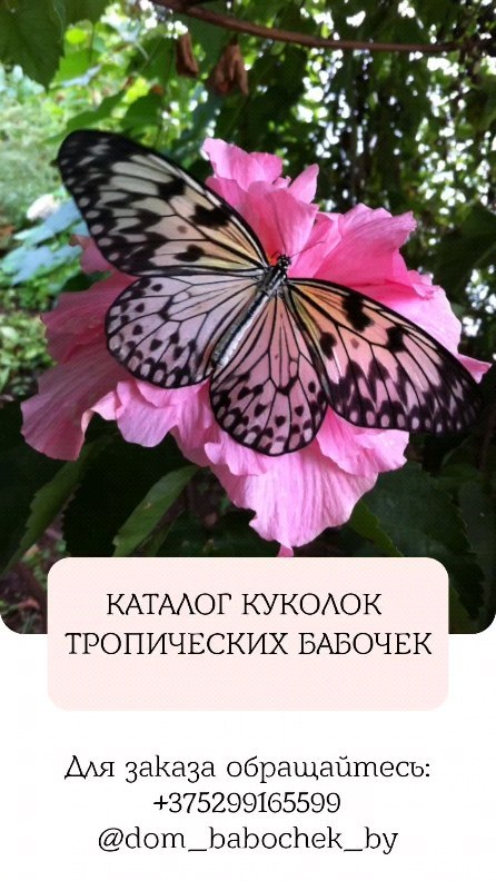 pro_babochek в LOOKY. #ГродноБабочка,#БабочкиВГродно,#ВыставкаБабочекГродно,#БабочкиГродно,#КрасотаБабочекГродно,#ГродненскиеБабочки,#БабочкиПриродыГродно,#ЛепидоптерыГродно,#ВсяПрелестьБабочекВГродно,#ГродноБабочкиМузей. Заказывайте куколок�...