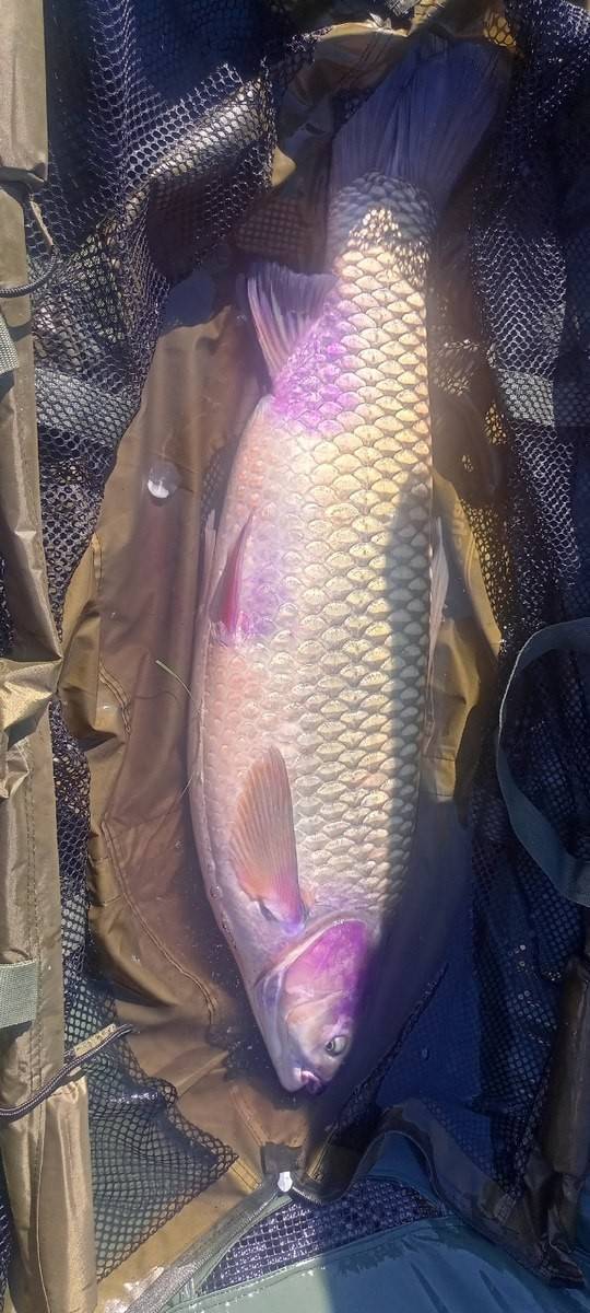 dream_fishing_kot_kitty в LOOKY. #рыбалка,#fishing,#carpfishing,#carpfishing,#карпфишинг,#carphunter,#рыбалкасдрузьями,#карповаяловля,#carplife,#поймалотпусти,#рыбацкийклуб,#fishberry,#fishingtime. #рыбалка #fishing #c...