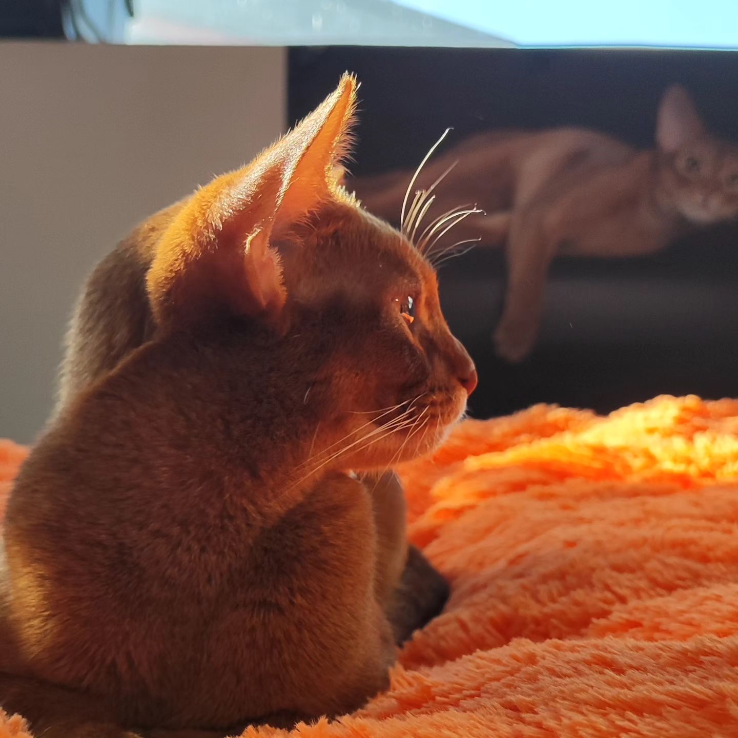 abyssinian_wildaby в LOOKY — фото 2