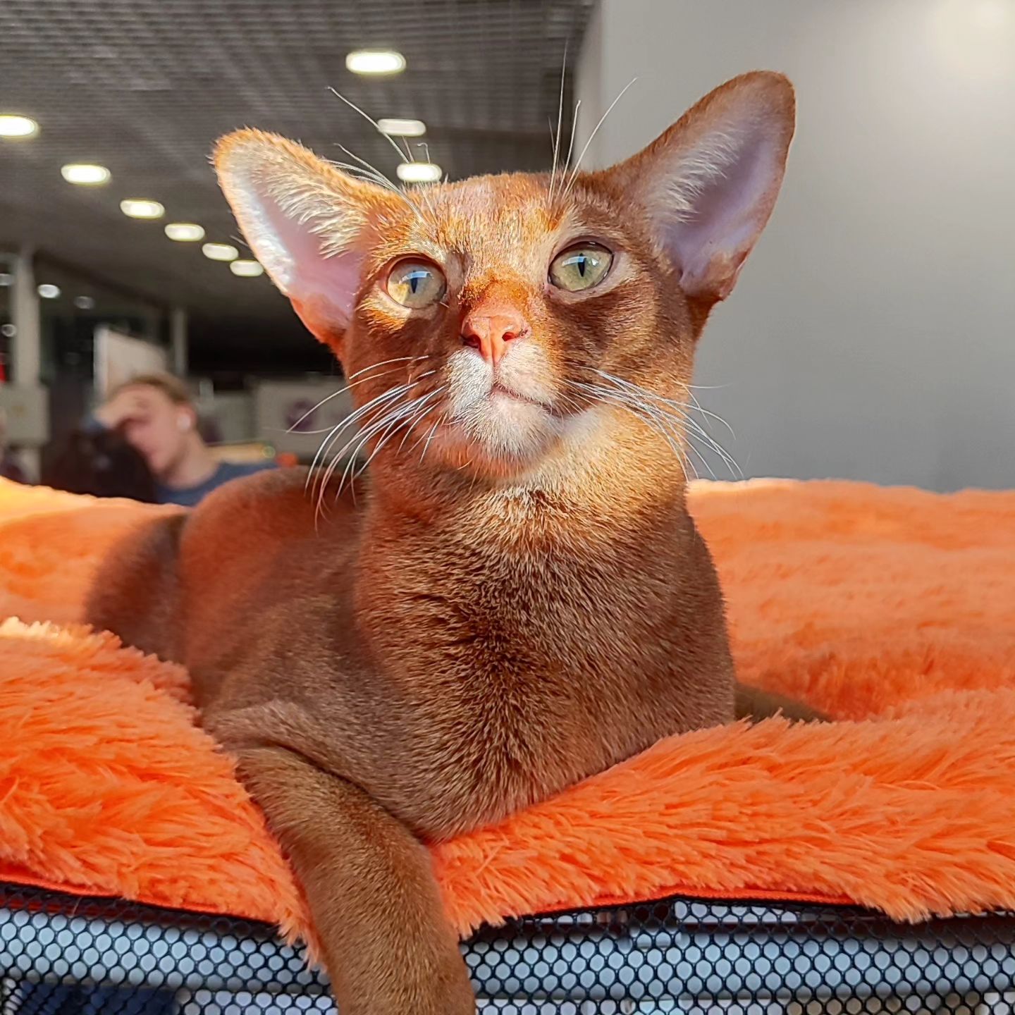 abyssinian_wildaby в LOOKY — фото 3