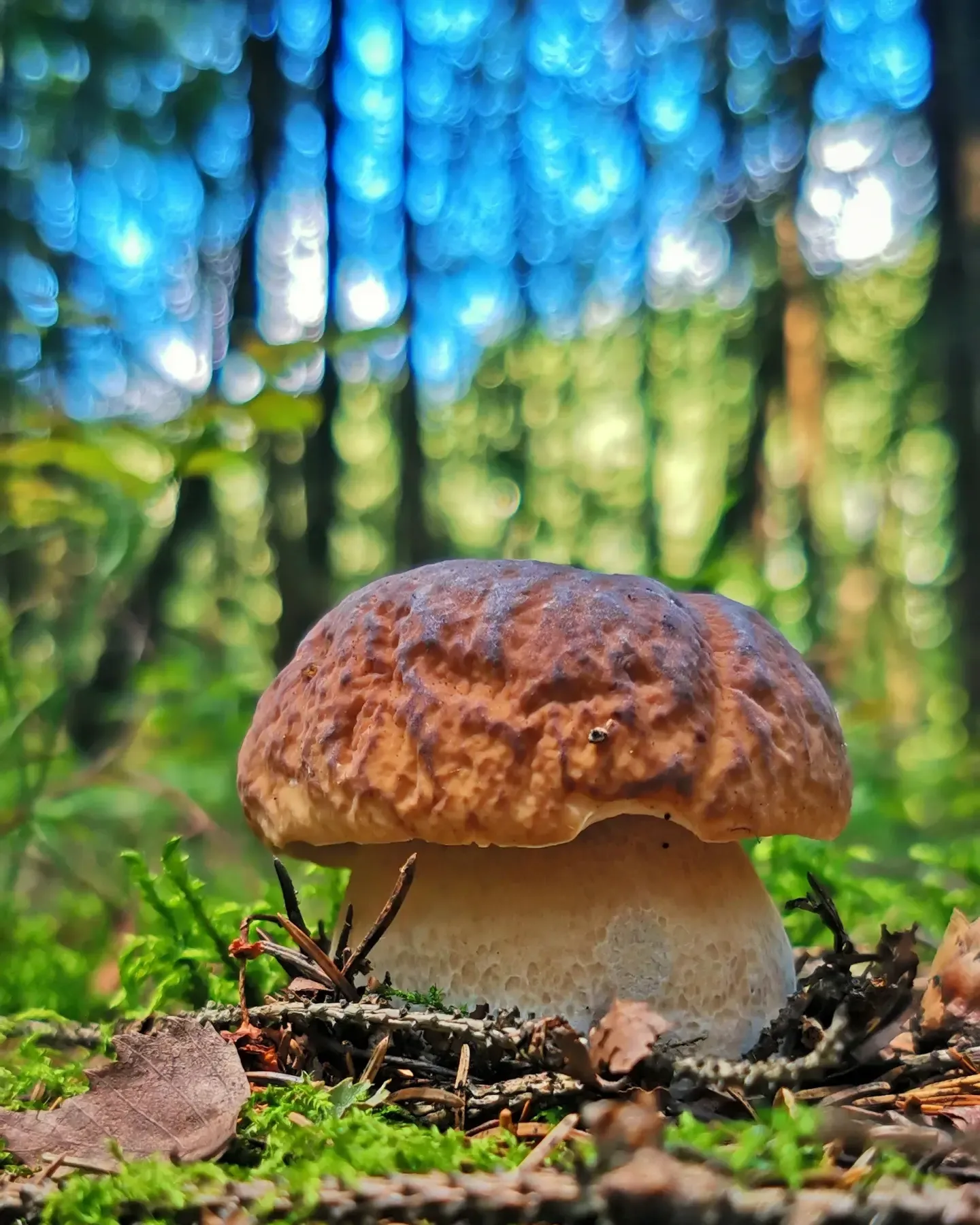 lesovik.by в LOOKY. #грибы,#природабеларуси,#природа,#грибыбеларуси,#боровики,#опята,#дарылеса,#тихаяохота,#грибнойсезон,#грибники,#mushrooms,#mushroom,#mushrooms🍄,#микология,#micologia,#bolete,#fungo,#funghilovers,#grzyby,#ecology#nature,#ecologia,#минск,#беларусь#minski_belarus,#belarusnature,#belarusnow,#метеогид_онт. За забором дачи лес,...