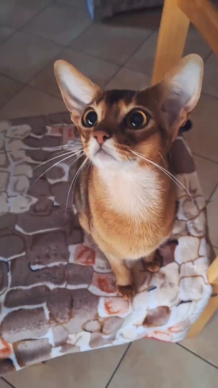 abyful в LOOKY. #абиссинскиекошки,#абиссинскиекотята,#abyssiniancat,#abyssiniankitten. Когда ты мамина люби...