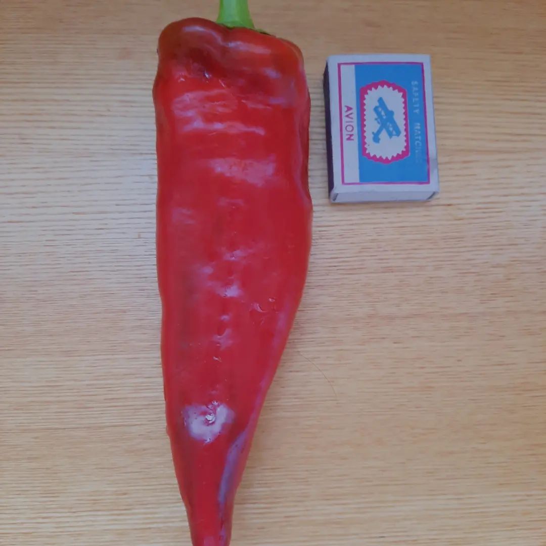 ekaterina_tomat_ogorod в LOOKY. . Сладкий перец Каптур...
