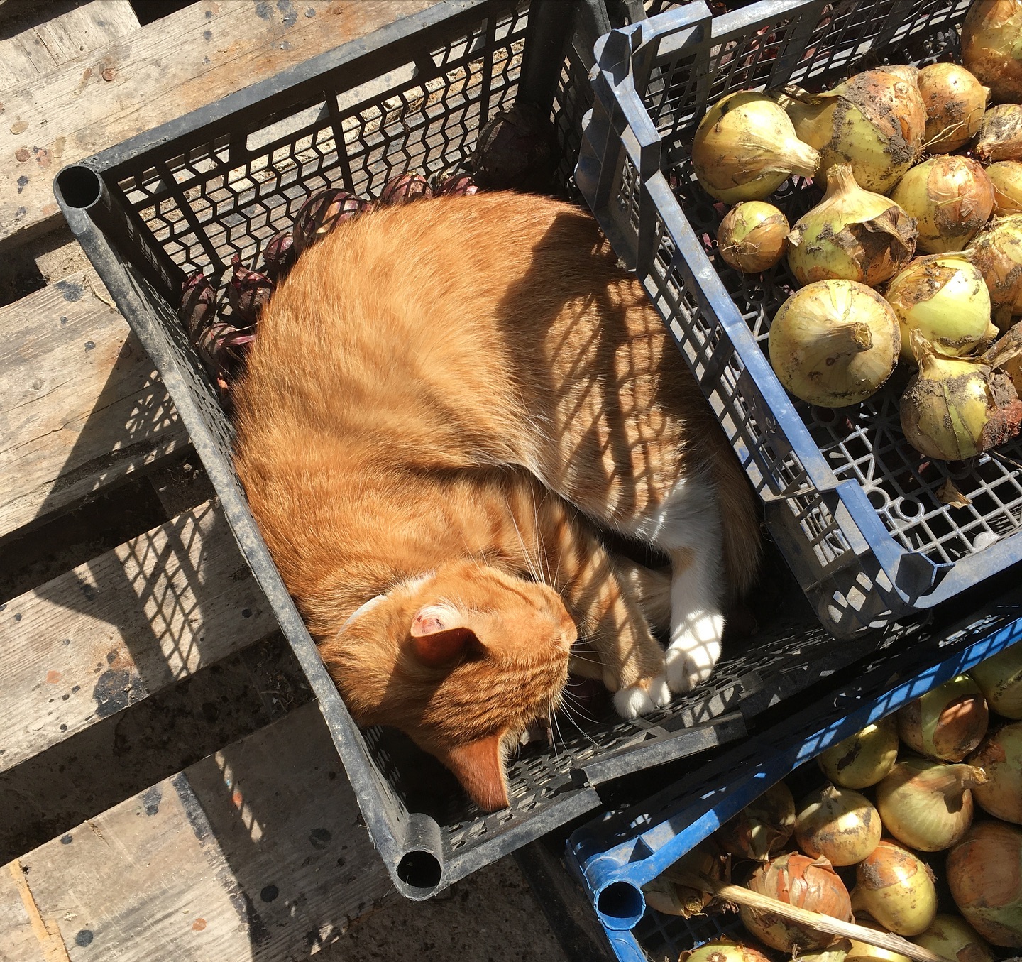 yakovaleksandrovich в LOOKY — фото 3