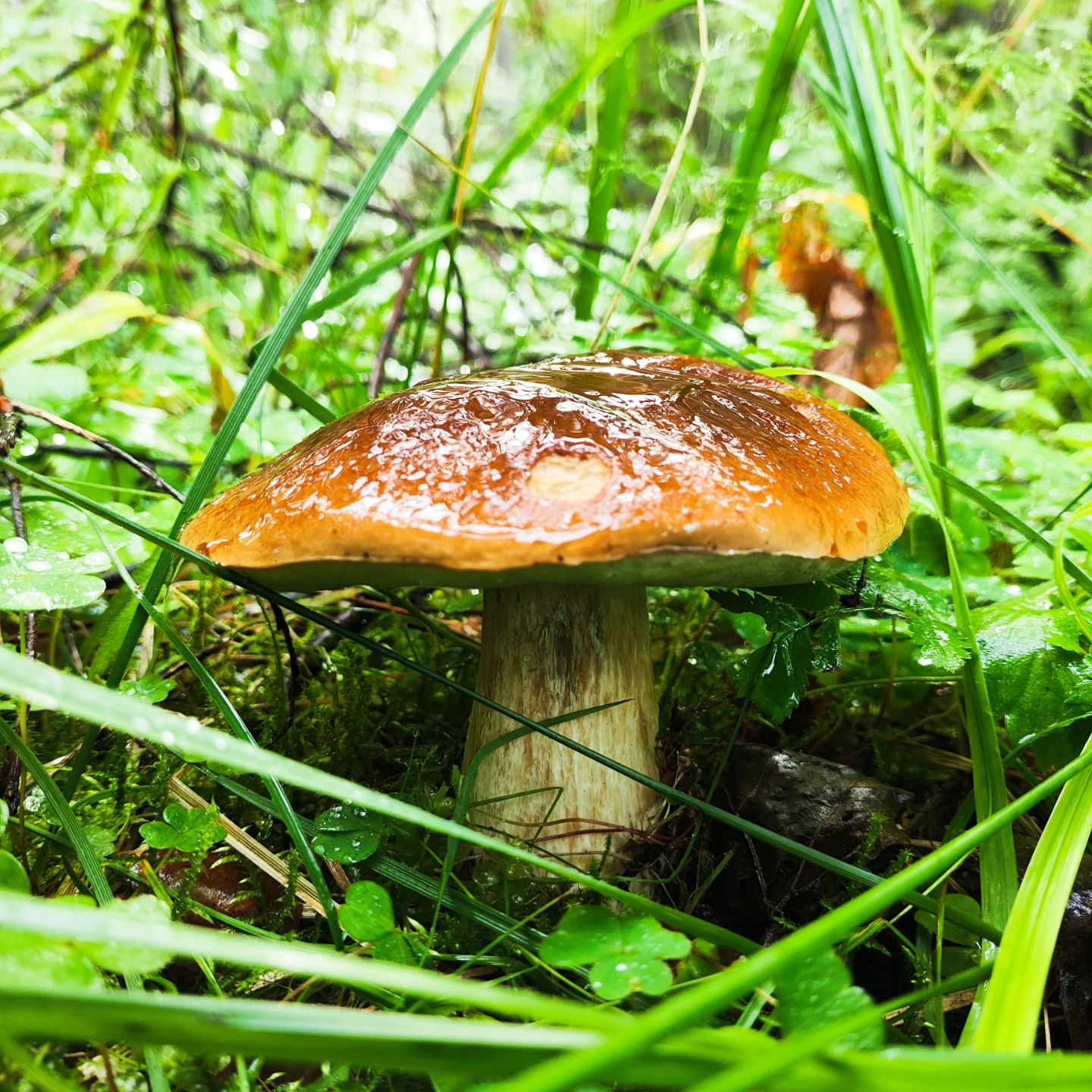 svetuliyalisa в LOOKY. #полеснымтропинкам,#приключениярядом,#грибы,#прогулки,#подорогесоблаками,#кислород,#бесконечностьнепредел,#приятныенаходки,#времявместе,#лес. Начались любимые про...